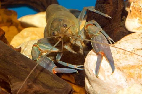 Crayfish Stock Photos