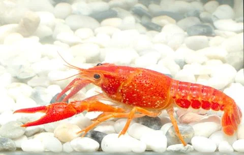 Crayfish Stock Photos