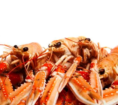 Crayfish Stock Photos