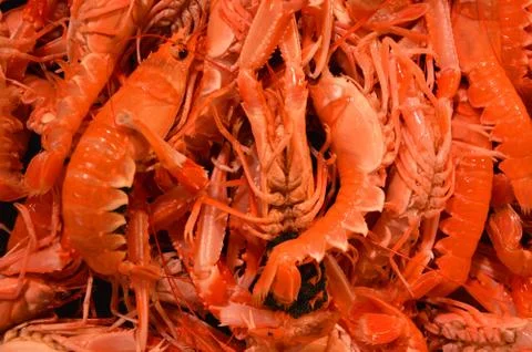 Crayfish Stock Photos