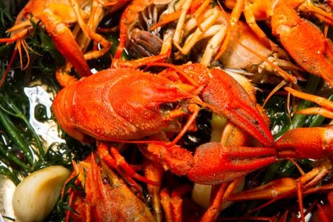 Crayfish Stock Photos