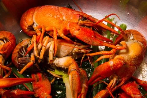 Crayfish Stock Photos