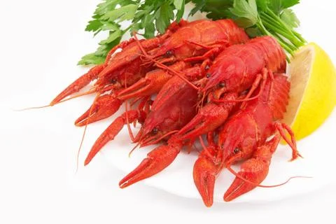 Crayfish Stock Photos