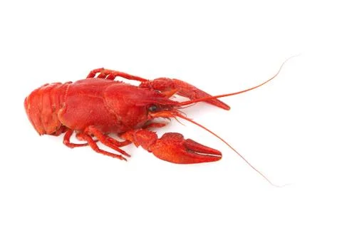 Crayfish Stock Photos