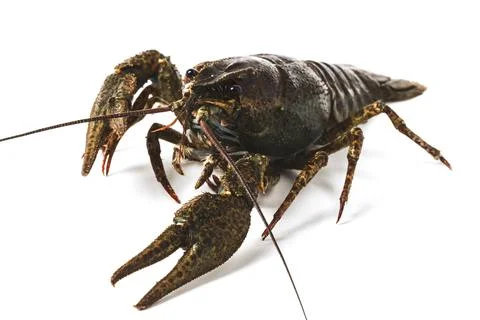Crayfish Stock Photos