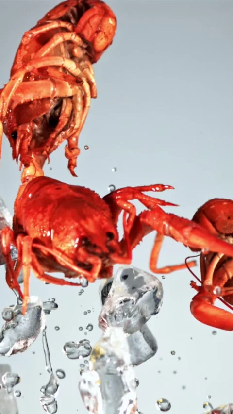 Crayfish with pieces of lemon and ice fly up and fall down. Filmed is slow Stock Footage 335292729