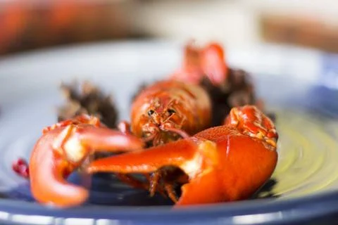 Crayfish on a plate with selective blur Stock Photos