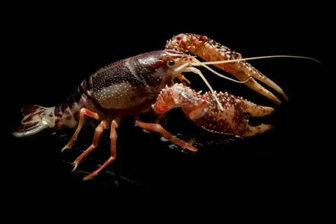 Crayfish Procambarus Clarkii Ghost on black background Stock Photos