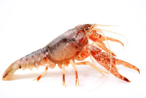 Crayfish Procambarus Clarkii Ghost on white background Stock Photos