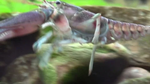 Crayfish on river bottom Stock Footage 74919332