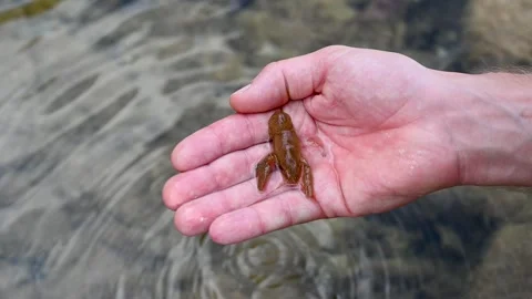 Crayfish by the river. A scientist holds a crayfish in his hand. Stock Footage 299929182