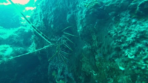 Crayfish on a rock underwater Stock Footage 119131583