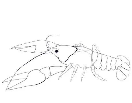 Crayfish sketch Stock Illustration