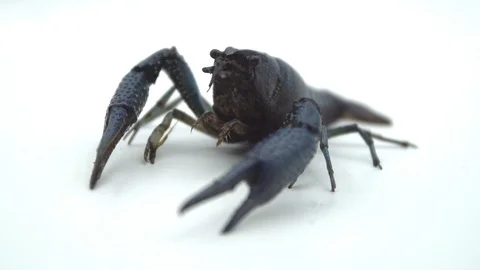 Crayfish, slow motion Video stock 91702743
