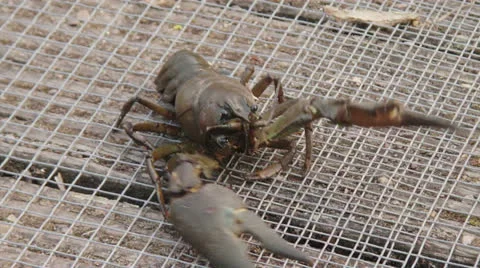 Crayfish snaps claws Video stock 23868077