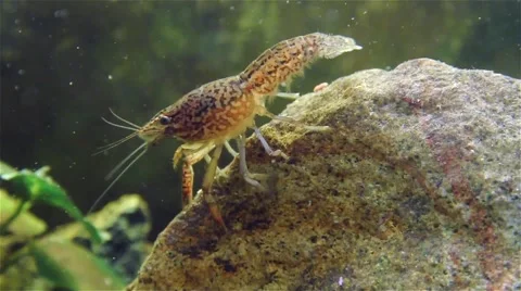 Crayfish on on stone under water Stock Footage 45576661