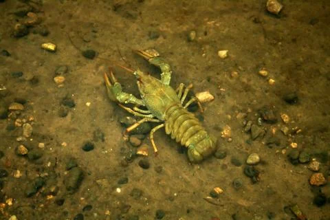 Crayfish under water Stock Photos