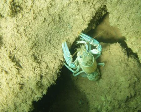 Crayfish Underwater Stock Photos