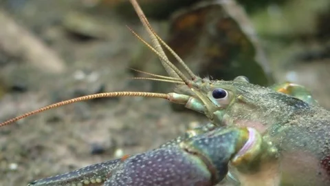 Crayfish underwater river bottom very close nature wildlife Stock Footage 77840344