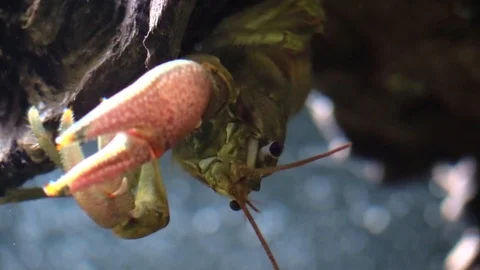 Crayfish upside down eating under a tree closeup Stock Footage 94487541