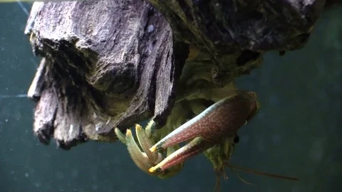 Crayfish upside down under a tree closeup Stock Footage 94482698