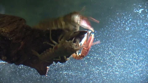 Crayfish upside down under a tree stump reflection on water surface Stock Footage 94482728