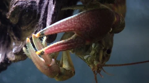 Crayfish upside down underwater on a tree closeup Stock Footage 94482758