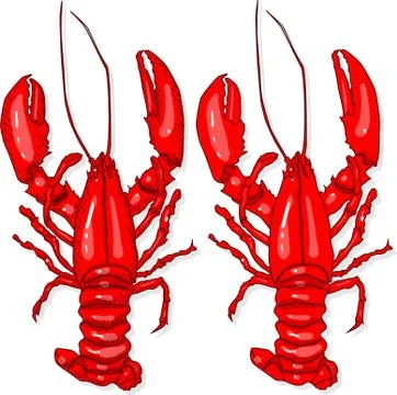 Crayfish vector illustration on a white background. Crayfish isolated on whit Stock Illustration