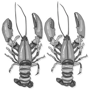Crayfish vector illustration on a white background. Monochrome crayfish isola Stock Illustration