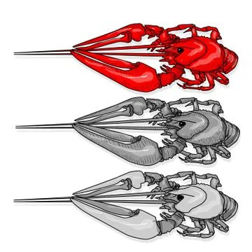 Crayfish vector illustration on a white background. Monochrome crayfish isola Stock Illustration