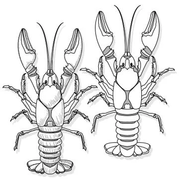 Crayfish vector illustration on a white background. Stock Illustration