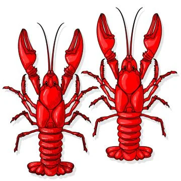 Crayfish vector illustration on a white background. Stock Illustration