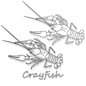 Crayfish vector illustration on a white background. Monochrome rayfish isolat Stock Illustration