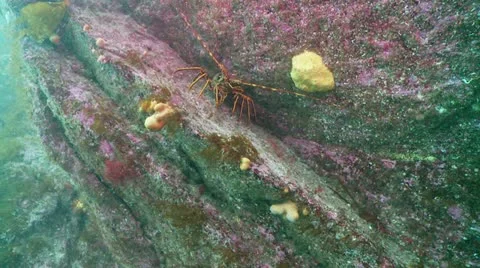 Crayfish w:a Stock Footage 12456650