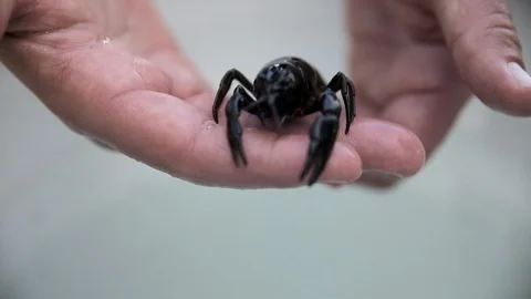 Crayfish Walking on Man's Hands Stock Footage 113211290