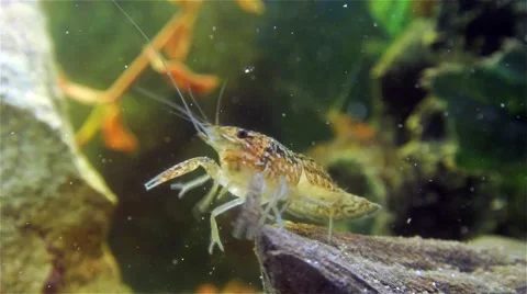 Crayfish walking on the stone under water Stock Footage 45576314