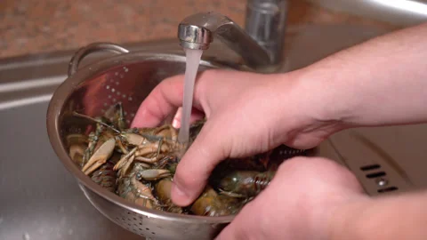 Crayfish washed under running water Stock Footage 254689476