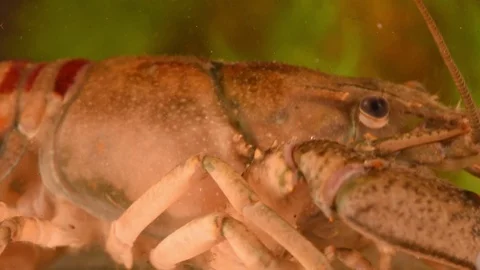 Crayfish in the water. Close-up shot. Vídeo Stock 128290036