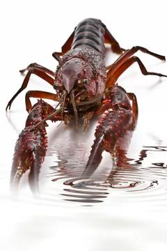 Crayfish into water. Stock Photos