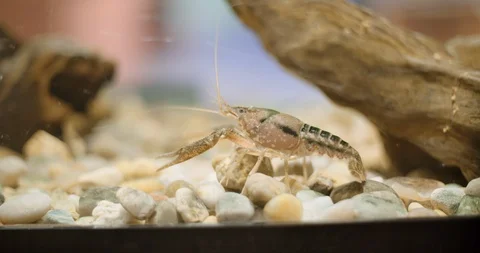 Crayfish In Water Tank Stock-Footage 104584816