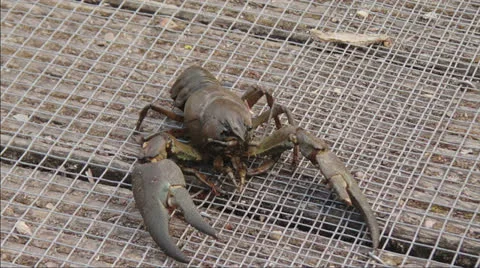 Crayfish waves claws Video stock 23868897