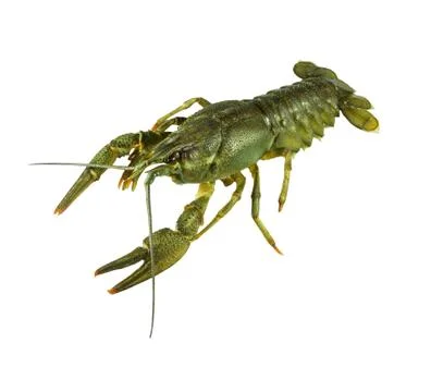 Crayfish on a white background. Crayfish isolated on white. Fotos de archivo
