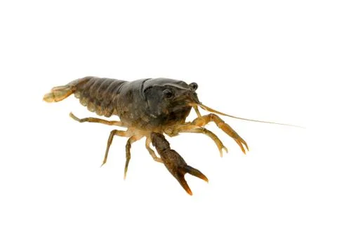 Crayfish on a white background Stock Photos