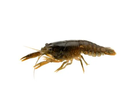 Crayfish on a white background Stock Photos