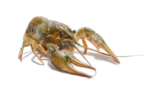 Crayfish on a white background. Stock Photos