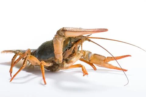 Crayfish on a white background Stock Photos
