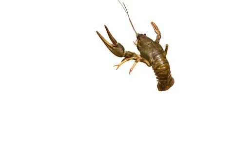 Crayfish on a white background. Stock Photos