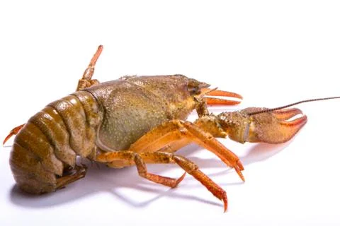 Crayfish on a white background Stock Photos