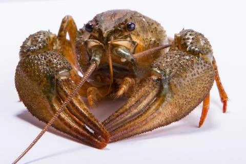 Crayfish on a white background 스톡 사진
