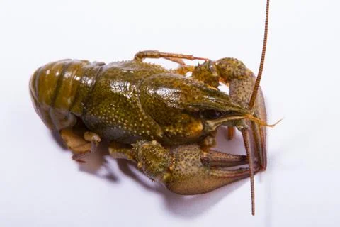 Crayfish on a white background Stock Photos